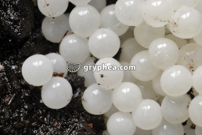 Escargot de Bourgogne - ponte et détail des oeufs - gryphea.org